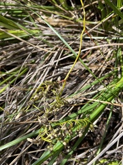 Drosera pallida