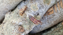 Lymantria dispar