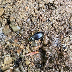 Nebria lacustris