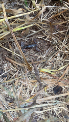 Vaejovis carolinianus