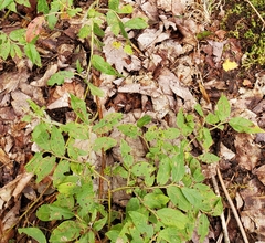 Vaccinium myrtilloides