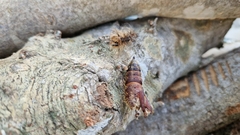 Lymantria dispar