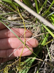 Drosera pallida