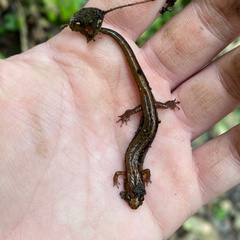 Desmognathus ochrophaeus