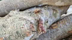 Lymantria dispar