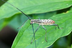 Macrochenus isabellinus