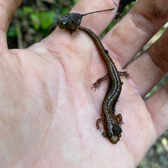 Desmognathus ochrophaeus