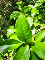 Symplocos latifolia