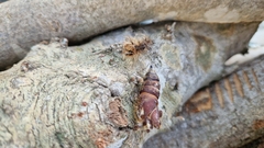 Lymantria dispar