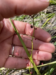 Drosera pallida