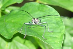 Macrochenus isabellinus