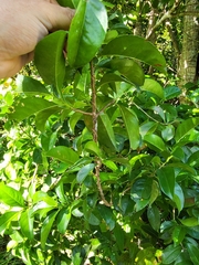 Symplocos latifolia