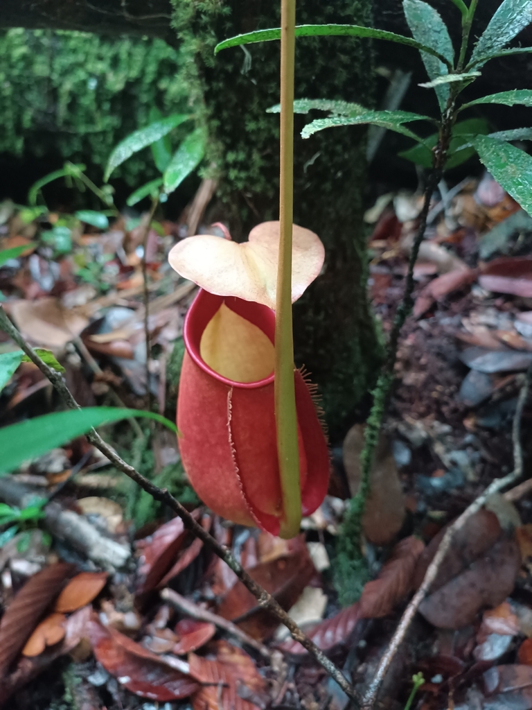 Nepenthes bicalcarata Hook.f.