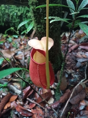 Nepenthes bicalcarata