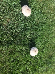Chlorophyllum molybdites