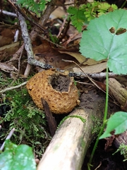 Scleroderma citrinum