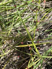 Drosera pallida