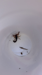 Vaejovis carolinianus