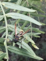 Mischocyttarus pallidipectus