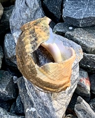 Buccinum undatum
