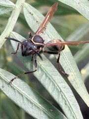 Mischocyttarus pallidipectus