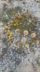 Heterotheca grandiflora