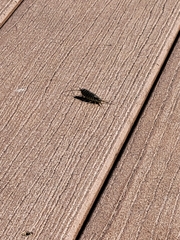 Ctenolepisma lineatum
