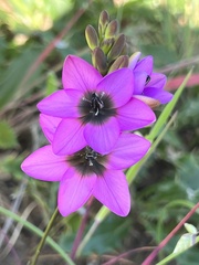 Ixia versicolor
