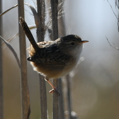 Cistothorus platensis