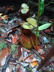 Nepenthes bicalcarata