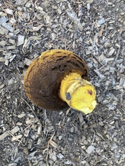 Buchwaldoboletus sphaerocephalus