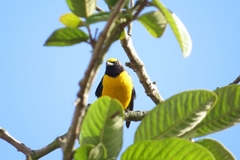 Euphonia chlorotica