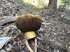 Buchwaldoboletus sphaerocephalus