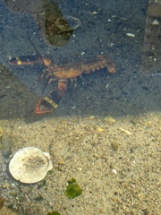 Homarus americanus