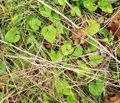 Rubus dalibarda