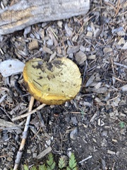 Buchwaldoboletus sphaerocephalus