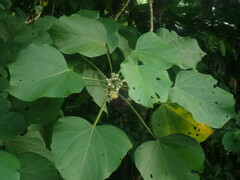 Hampea