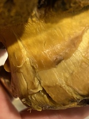 Buchwaldoboletus sphaerocephalus