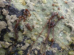 Nemalion elminthoides