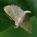 Chalcidoptera - Photo (c) Soh Kam Yung, μερικά δικαιώματα διατηρούνται (CC BY-NC), uploaded by Soh Kam Yung