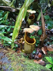 Nepenthes bicalcarata