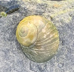 Littorina