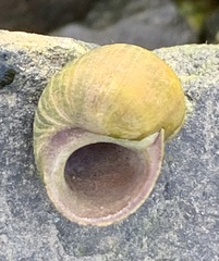 Littorina