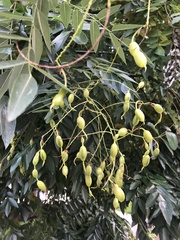 Styphnolobium japonicum