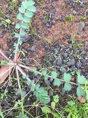 Sanguisorba megacarpa