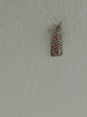 Utetheisa pulchelloides