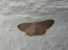 Idaea distinctaria