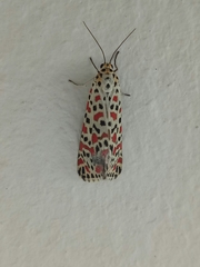 Utetheisa pulchelloides