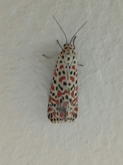 Utetheisa pulchelloides