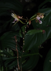 Eulophia maculata